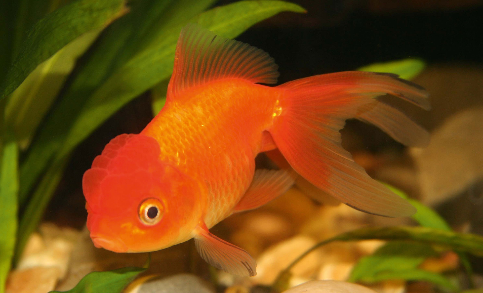 Un vivace pesce rosso scivola con grazia tra le verdi piante acquatiche e le rocce di un acquario.