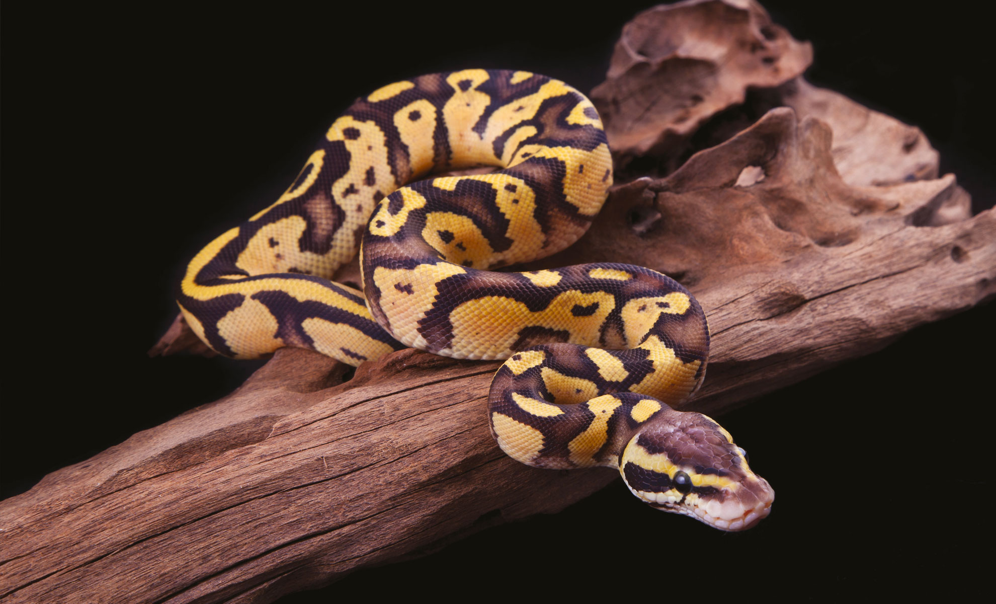 Un serpente giallo e marrone, che ricorda un Pitone reale per il suo corpo decorato in modo intricato, è arrotolato su un pezzo di legno galleggiante su uno sfondo scuro.