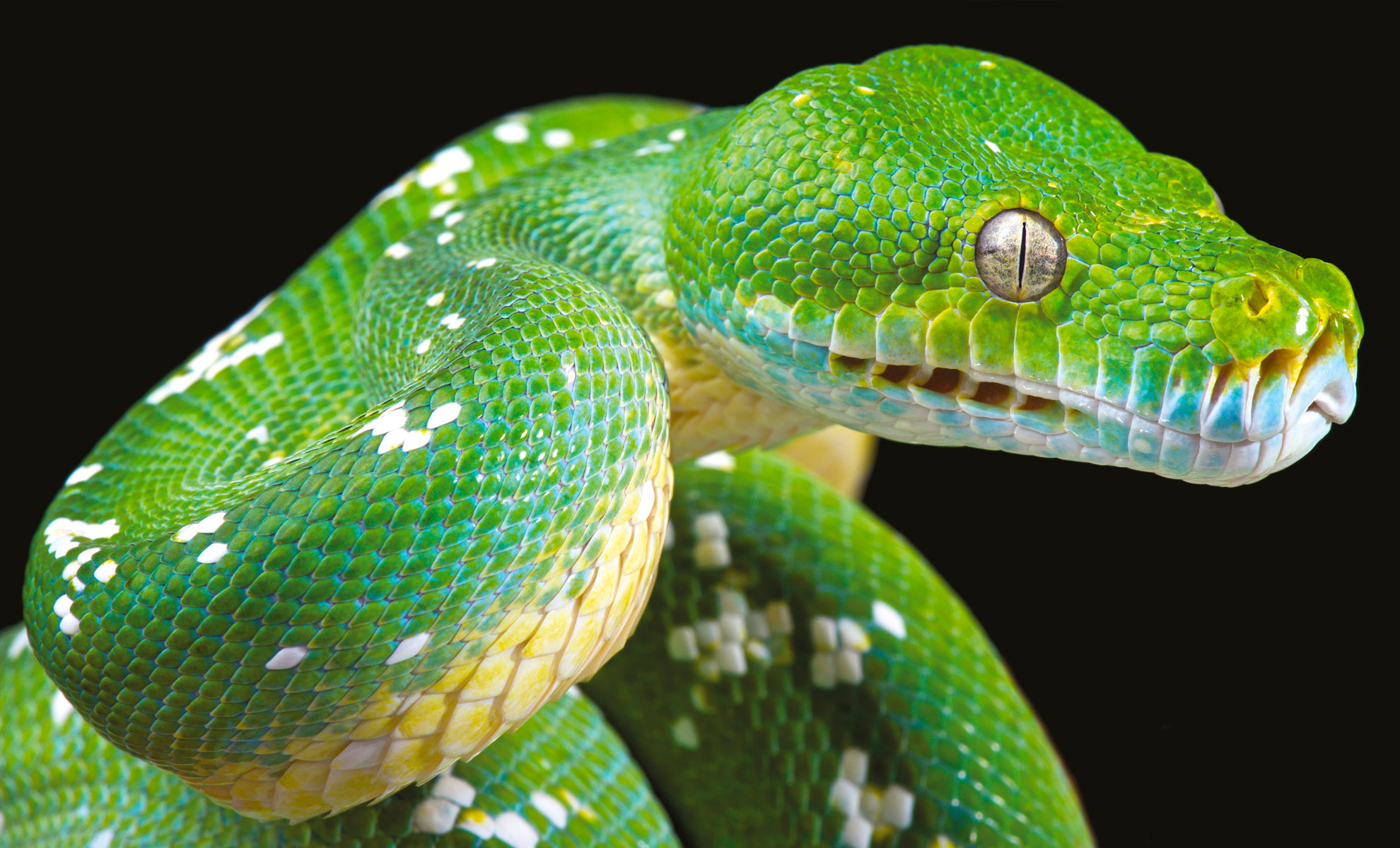 Un primo piano di un pitone verde, che mette in mostra le sue squame vivaci e lo sguardo intenso su uno sfondo nero.