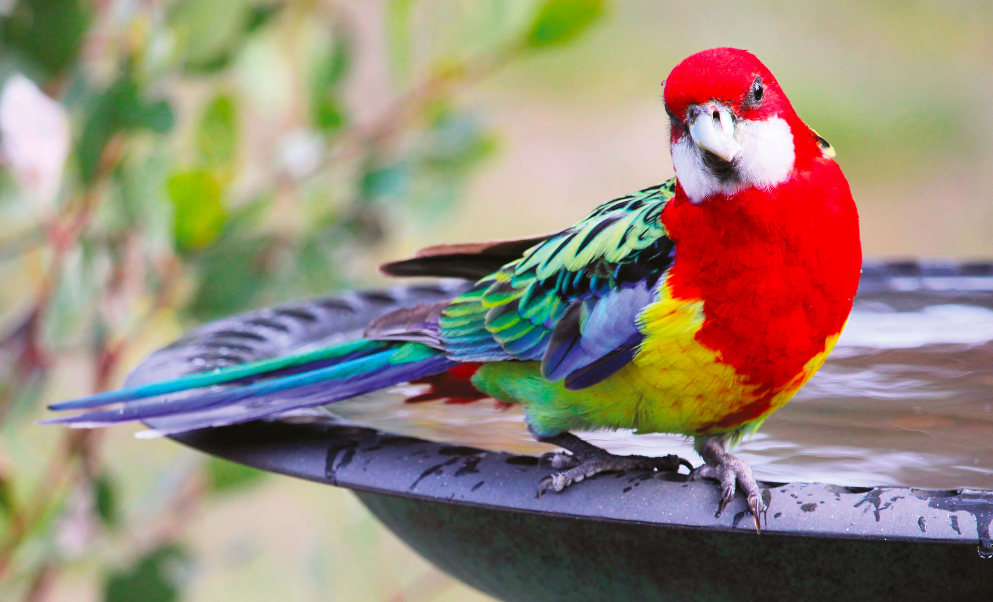 Una Rosella colorata con piumaggio rosso, verde, giallo e blu è appollaiata sul bordo di una vasca per uccelli. Lo sfondo è verde sfocato, che aggiunge vivacità alla scena.
