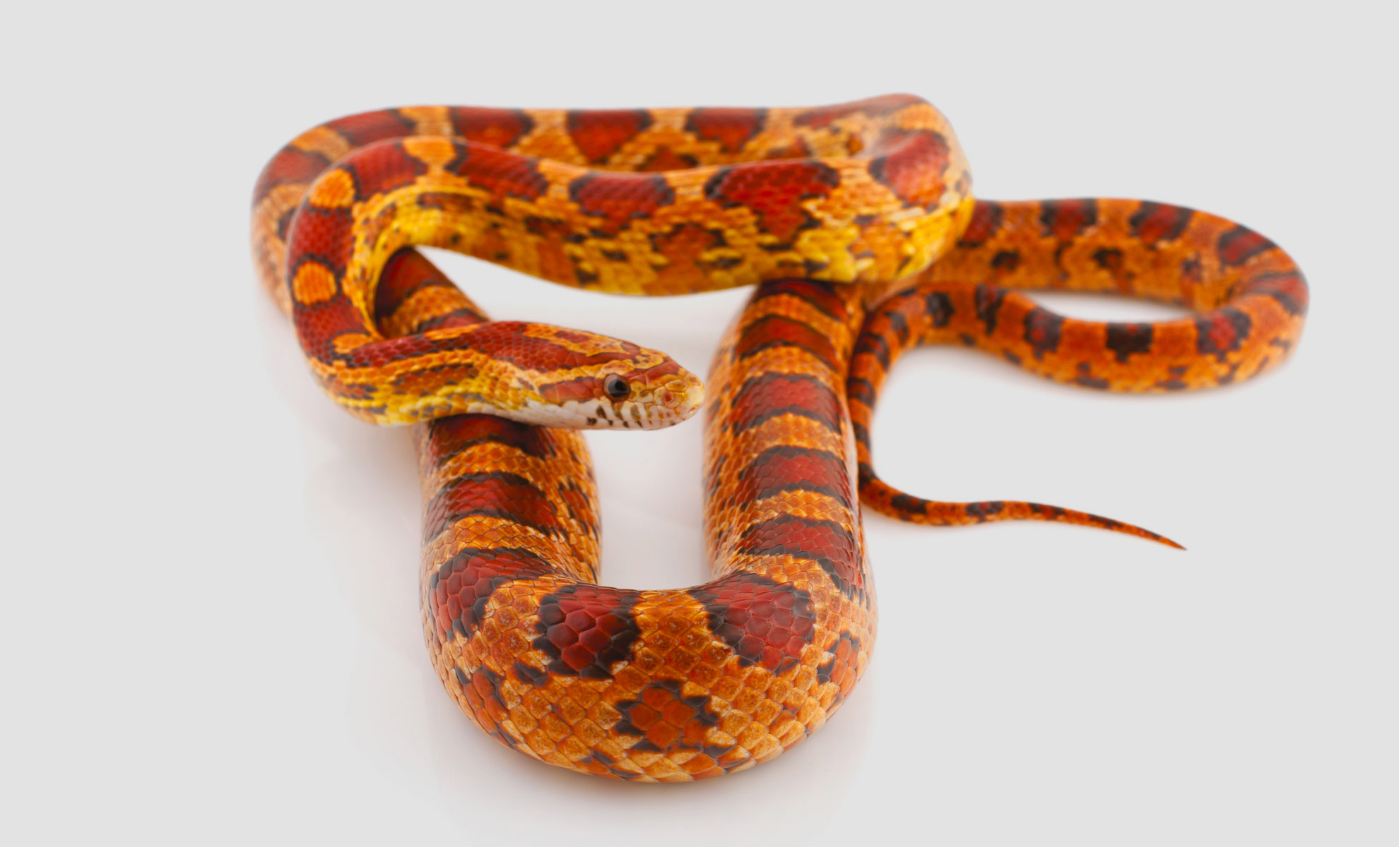 Un serpente del grano con squame rosse e arancioni è elegantemente arrotolato su uno sfondo bianco semplice.