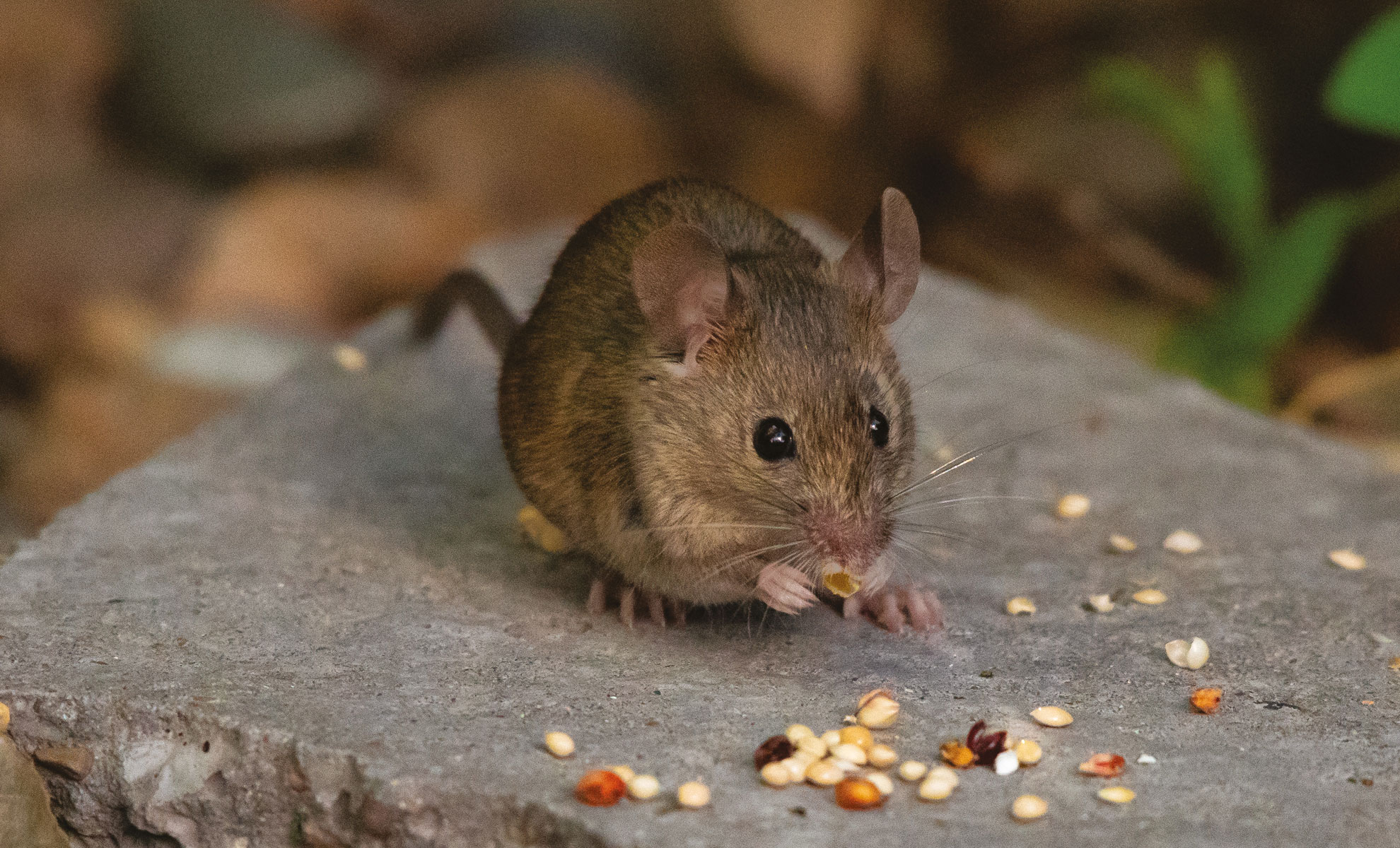 Un piccolo topo marrone che mangia semi sparsi su una superficie piana di pietra, circondato da fogliame sfocato.