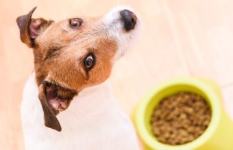 Le diete ipoallergeniche per cani