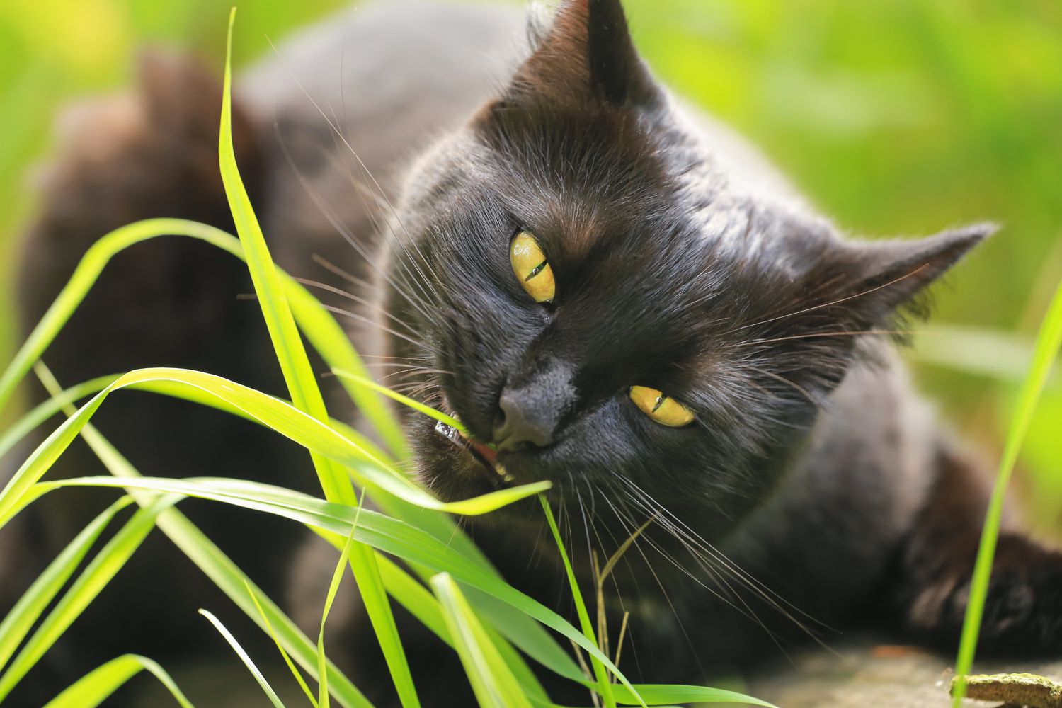 Perché cani e gatti mangiano l'erba? Petme Perché cani e gatti mangiano l'erba? Petme