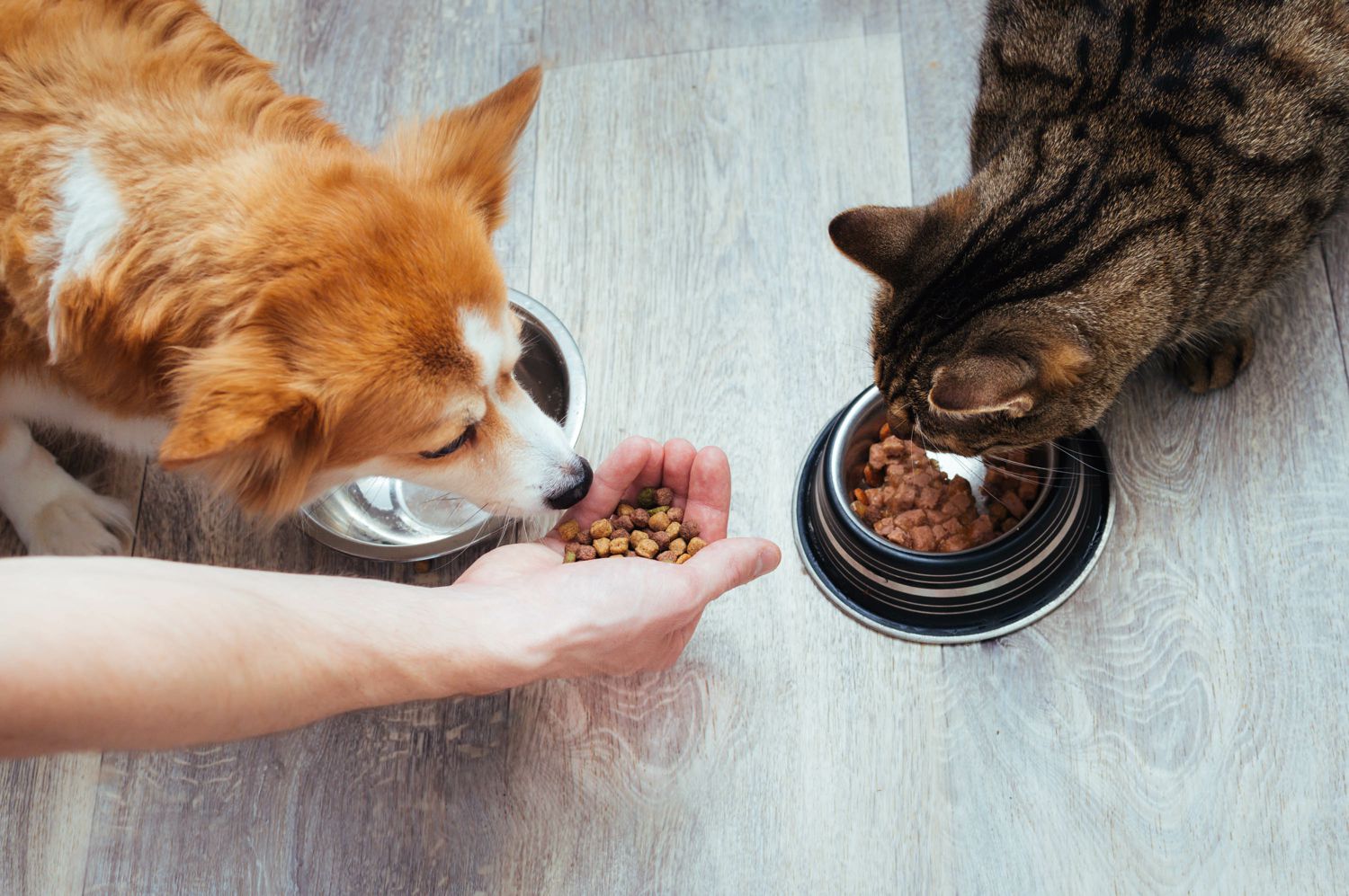 Meglio il cibo secco o umido per i nostri animali?