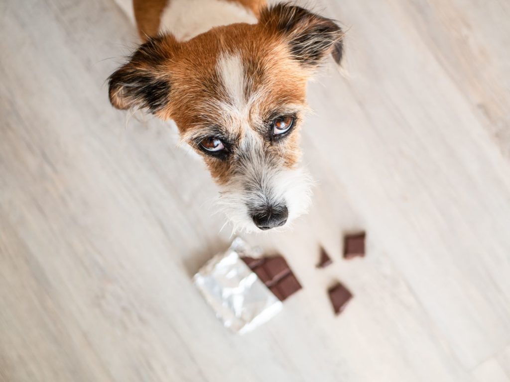 Perché i cani non devono mangiare cioccolato - Petme