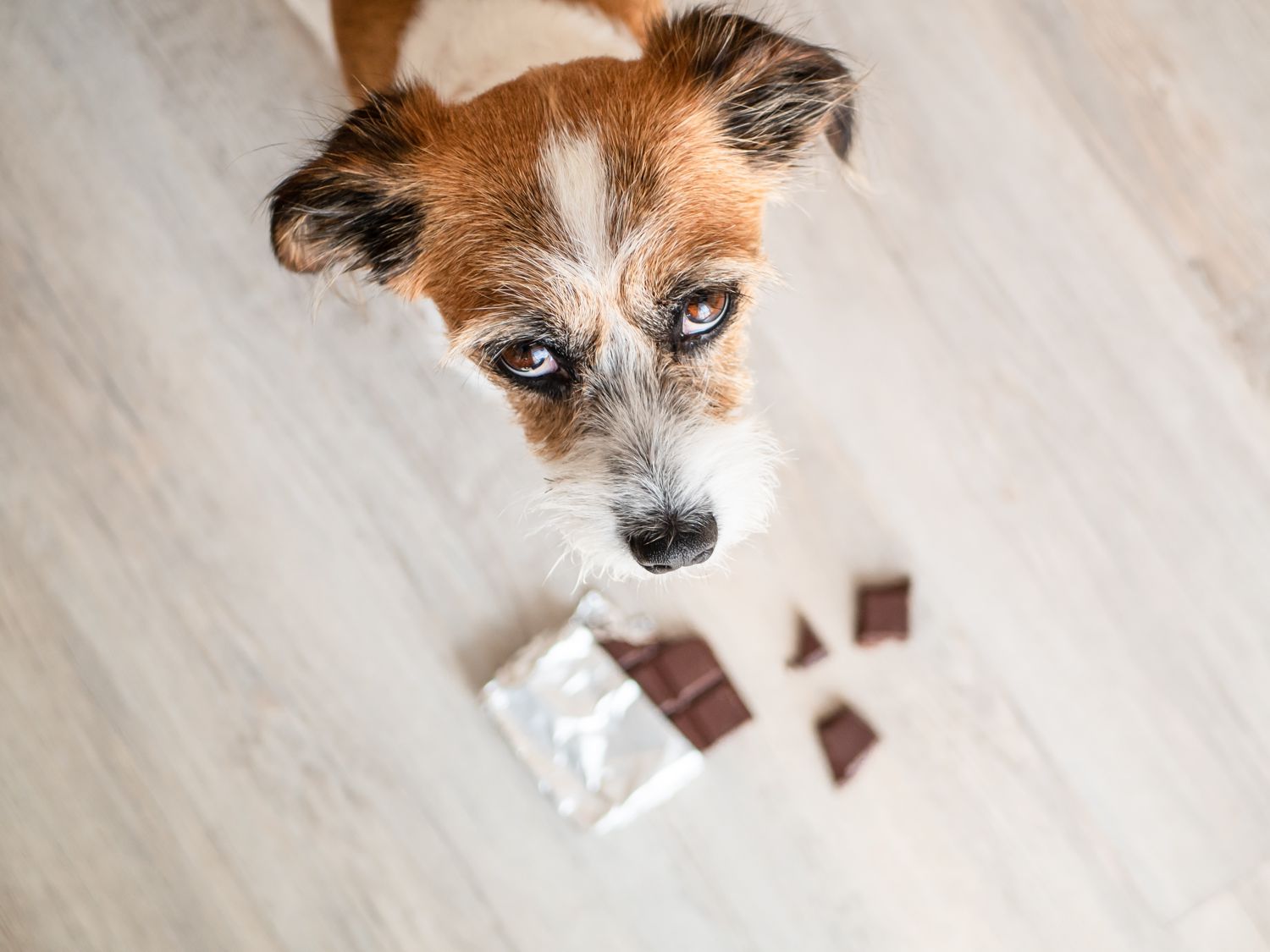 perché i cani non devono mangiare cioccolato