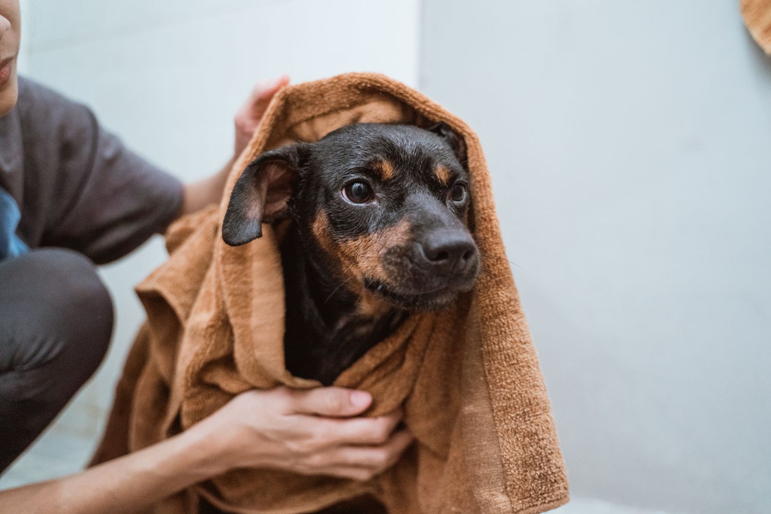 Quando si può portare il cucciolo a fare la toelettatura? - Petme