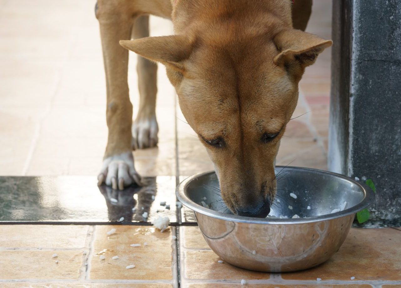 Cosa mangia un trovatello?