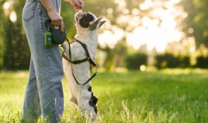 Cosa fare in estate con il proprio cane