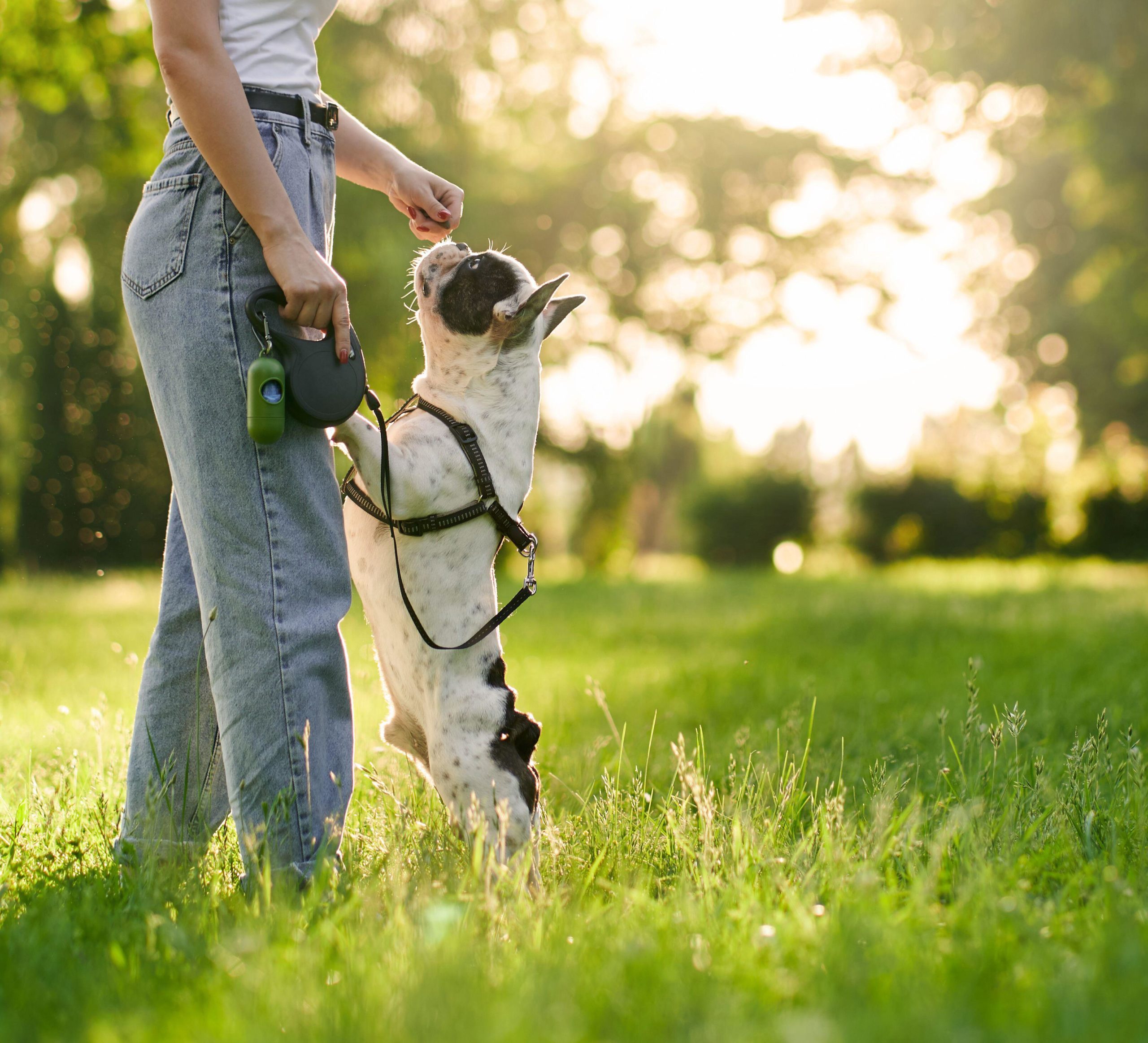 Cosa fare in estate con il proprio cane