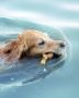 Come mai i cani sanno nuotare?