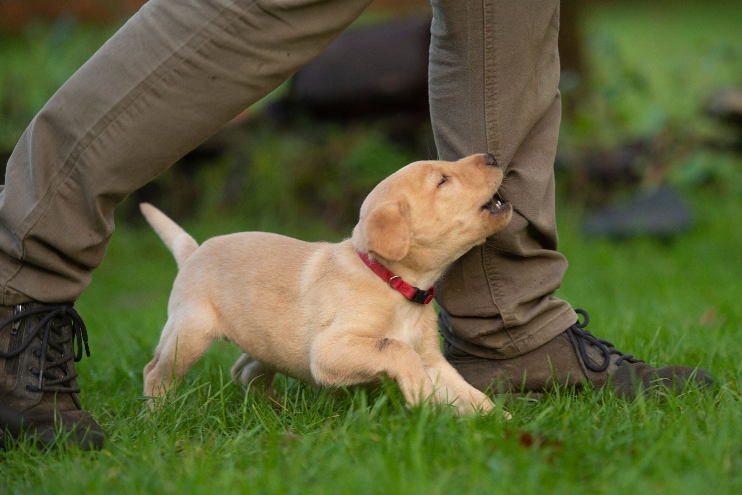 Perché i cani piccoli sono più aggressivi? - Petme
