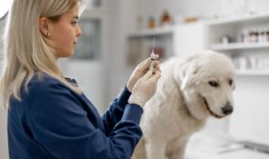 Le vaccinazioni dei cani: come proteggerli
