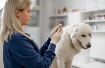 Le vaccinazioni dei cani: come proteggerli