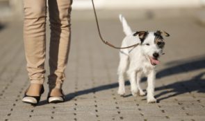 Colpo di calore cane: sintomi