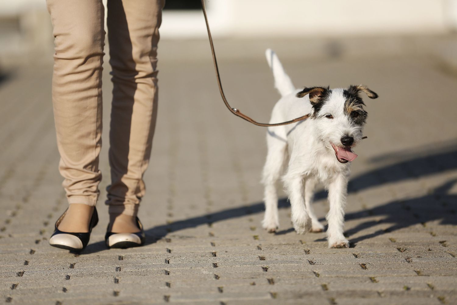 Colpo di calore cane: sintomi