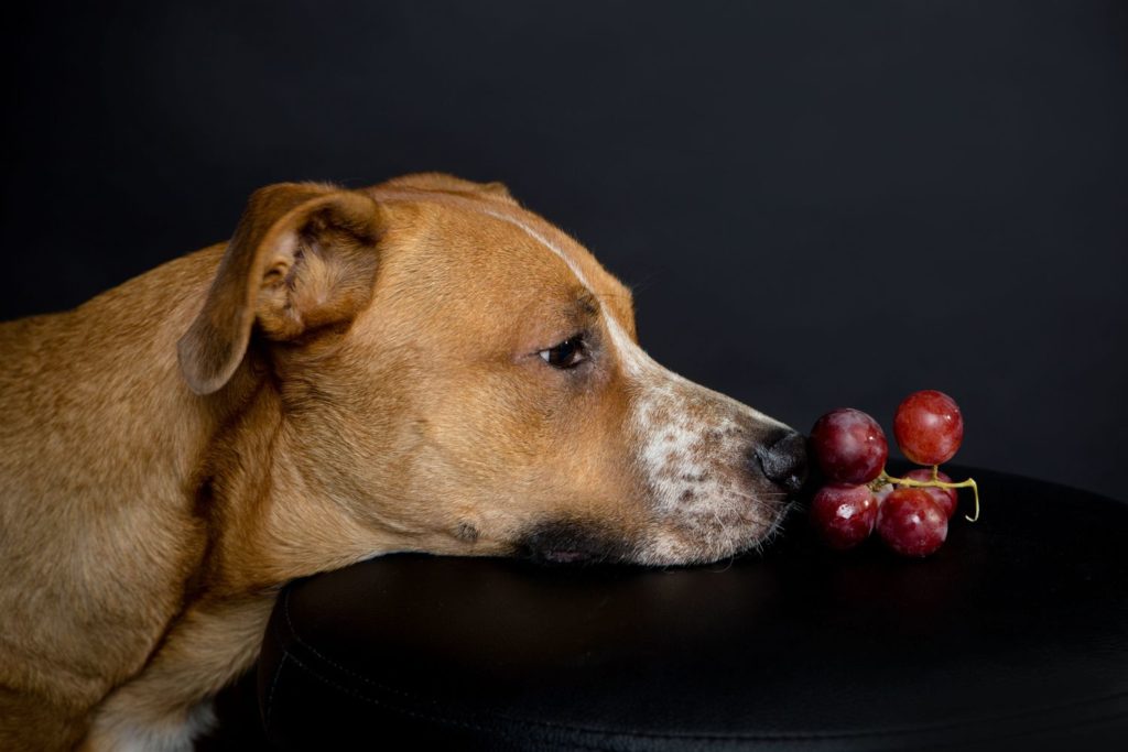 Cosa non dare da mangiare ai cani: cibi tossici e cibi dannosi