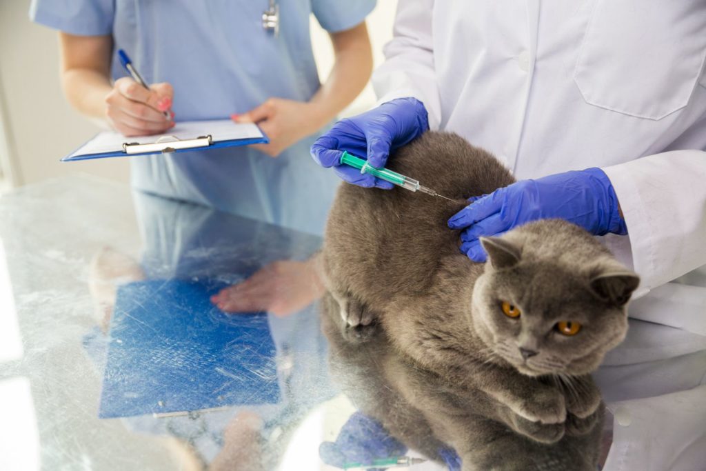 Le vaccinazioni nel gatto: quali sono?
