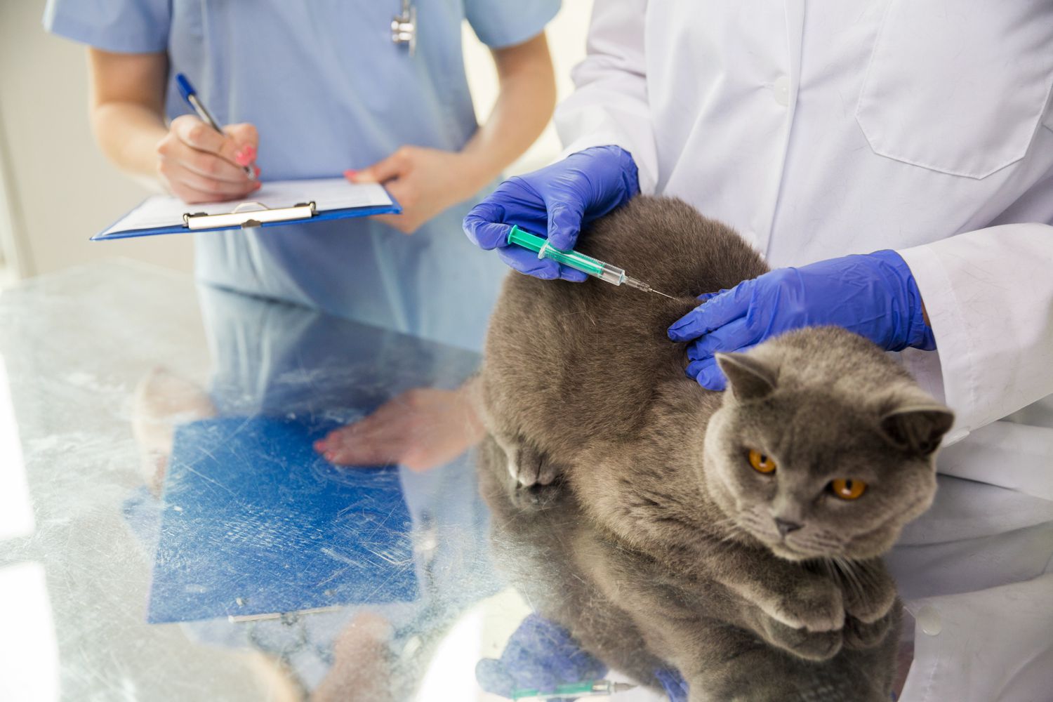 Le vaccinazioni nel gatto: quali sono?