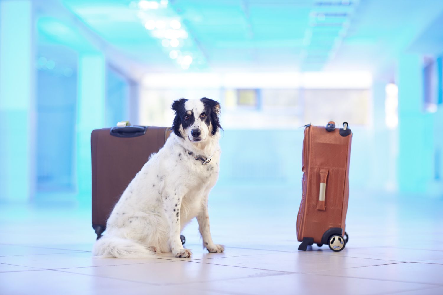 Portare il cane in vacanza o lasciarlo a casa?