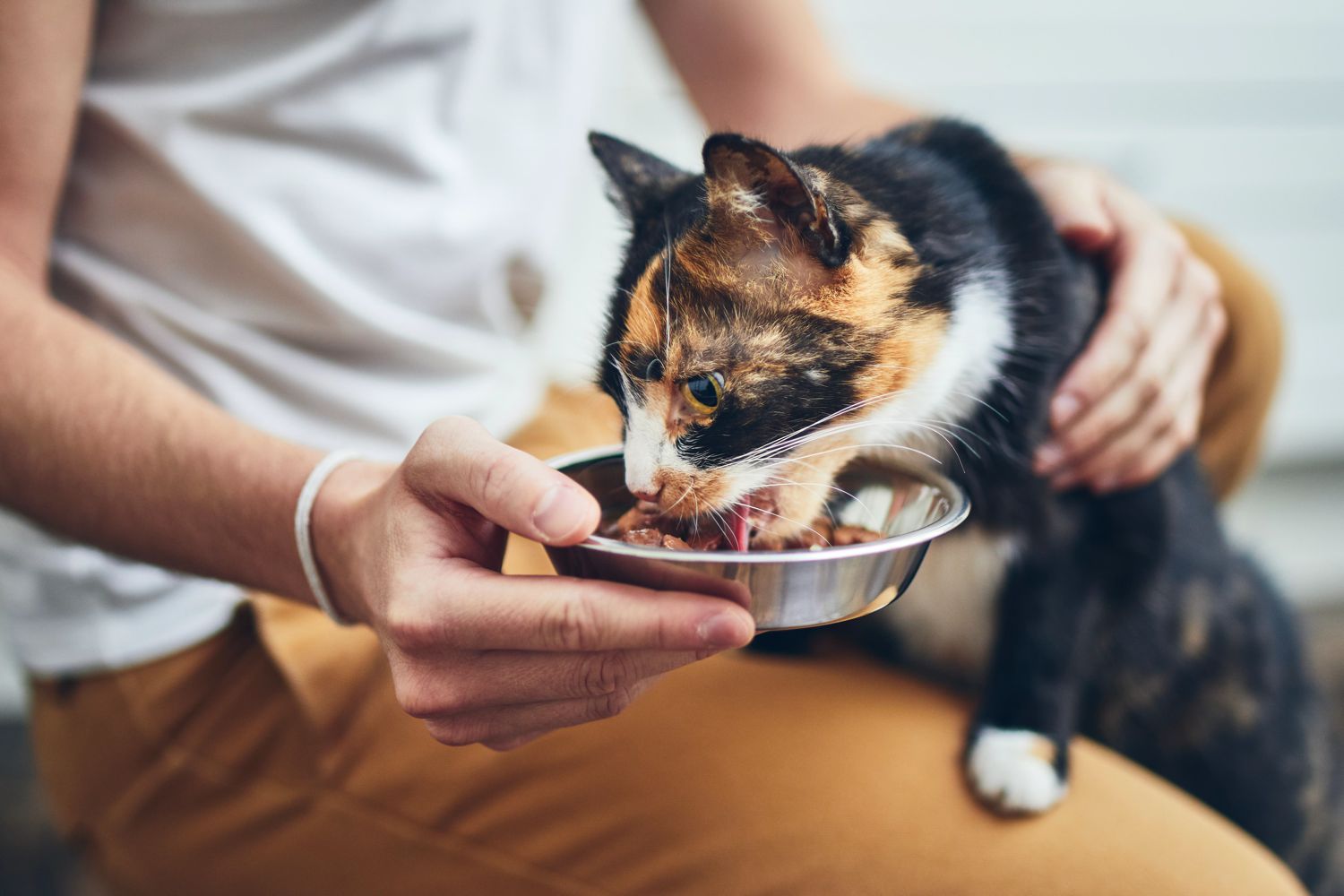 L'appetibilità negli animali passa per i sensi