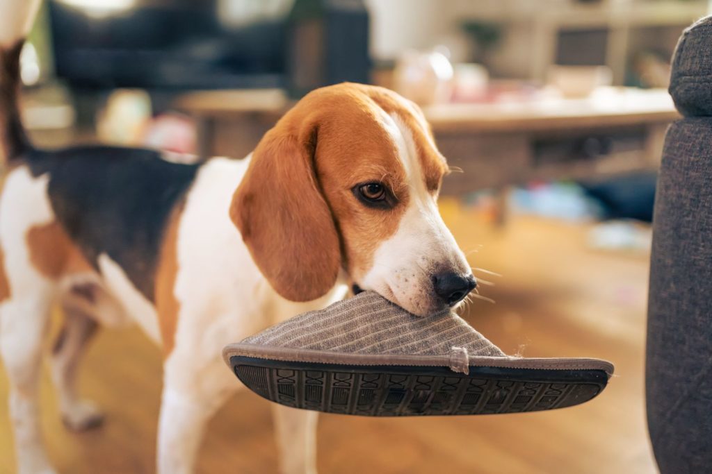 Cosa fare quando il cane ruba gli oggetti?
