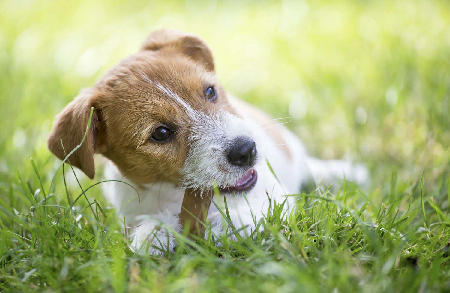Dare le ossa ai cani: perché è sbagliato