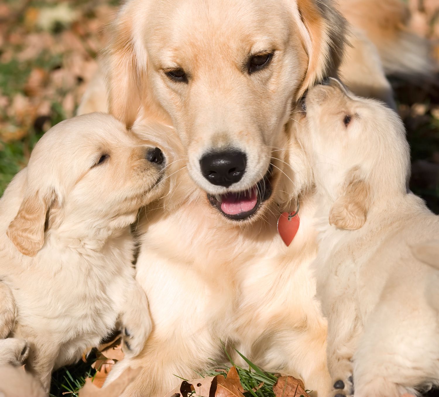 Cuccioli di cane, età di adozione