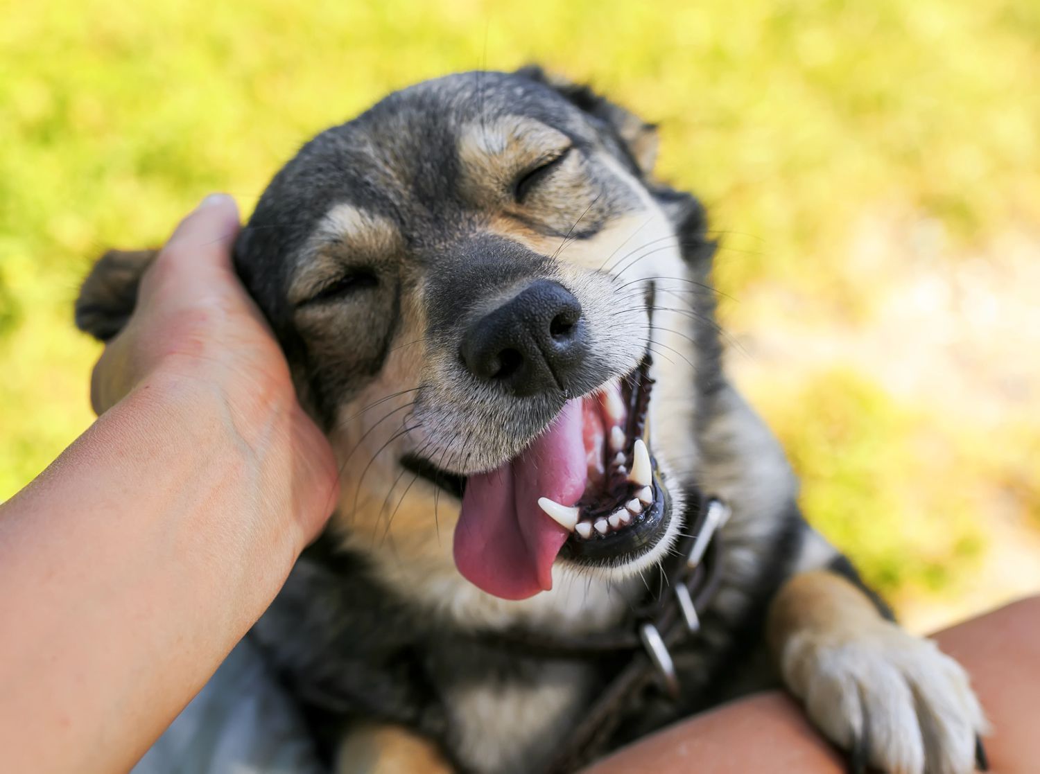 Ai cani piacciono le coccole?