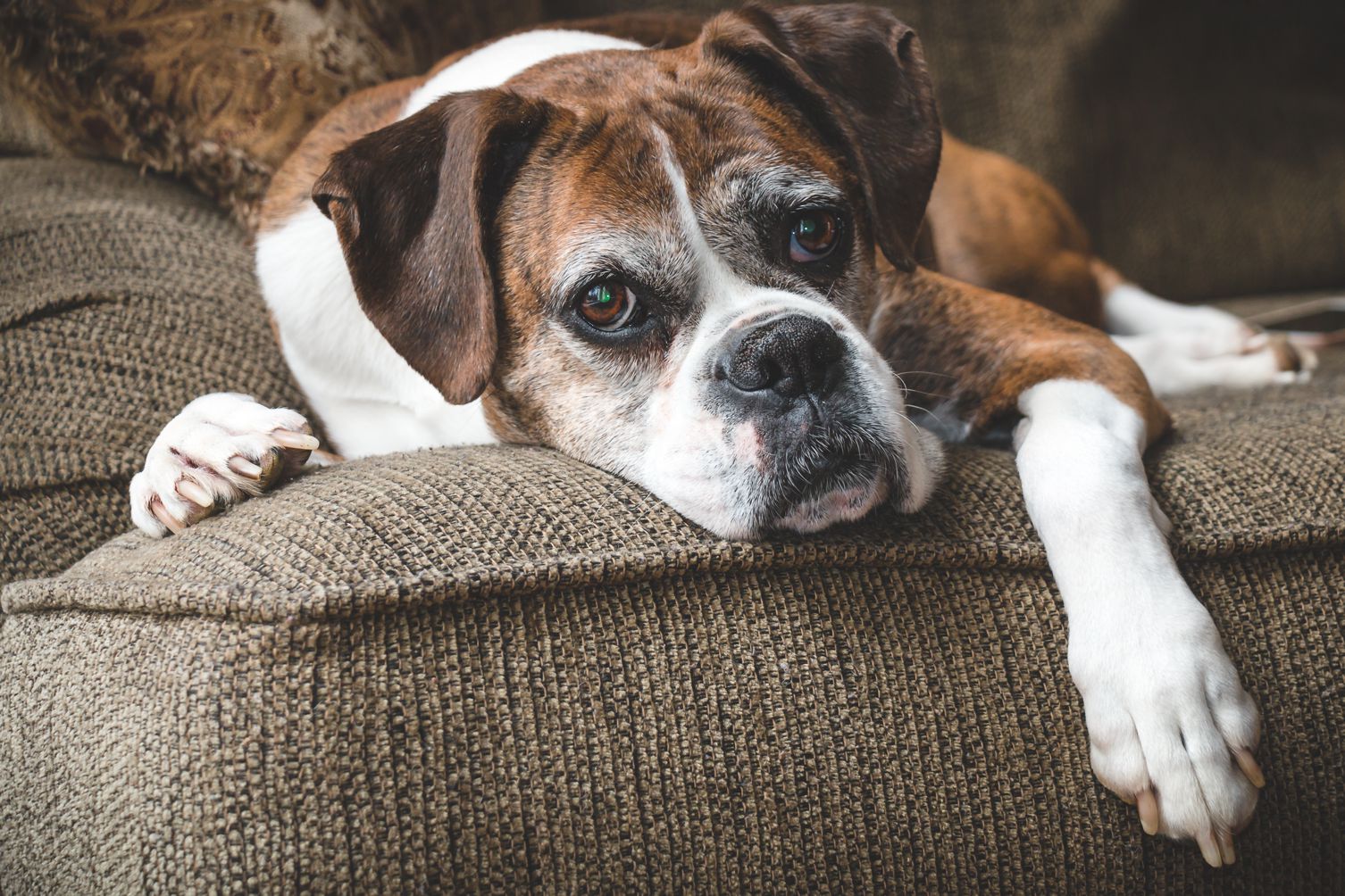 Il benessere psicologico del cane anziano: la fase di gioco - Petme