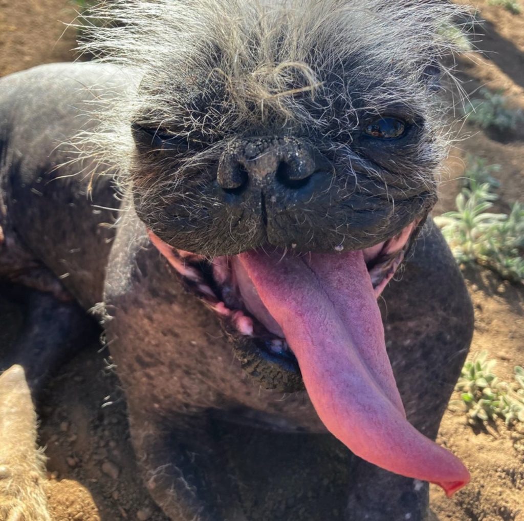 È Mister Happy il cane più brutto del mondo Petme È Mister Happy il cane più brutto del mondo Petme