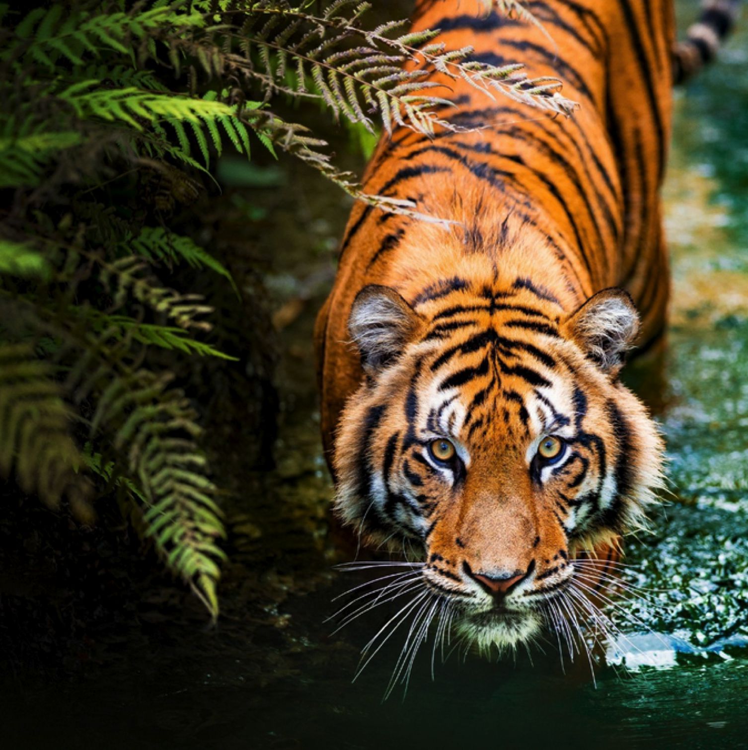 Oggi è la giornata mondiale della tigre News Petme
