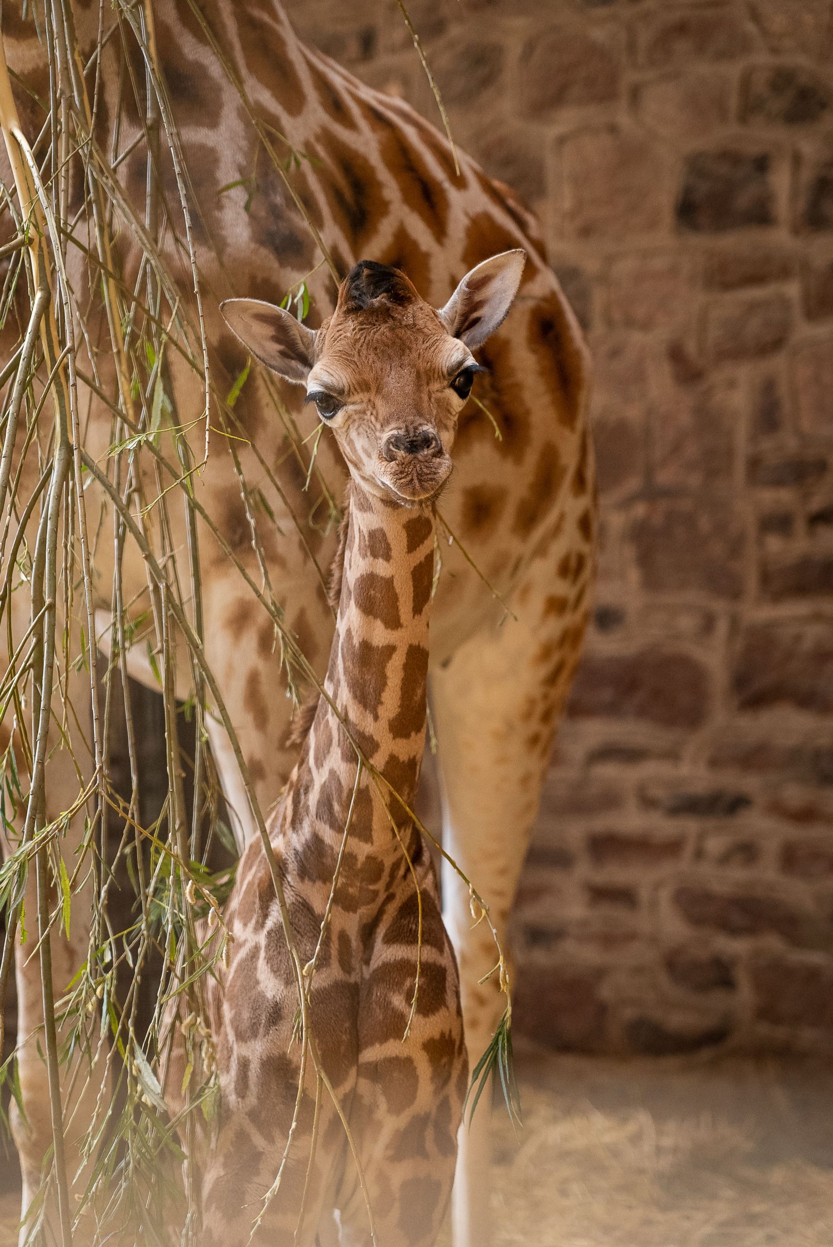 Casa Padrino Scultura Decorativa XXL Giraffa Nero / Rosa A. 320 Cm - Enorme Figura Decorativa Da Giardino | Casa Padrino - Foto 2