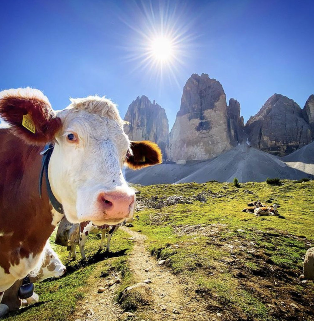 Coppetta di lavaggio per Impianto di Mungitura Ovini, Modello Adattabile