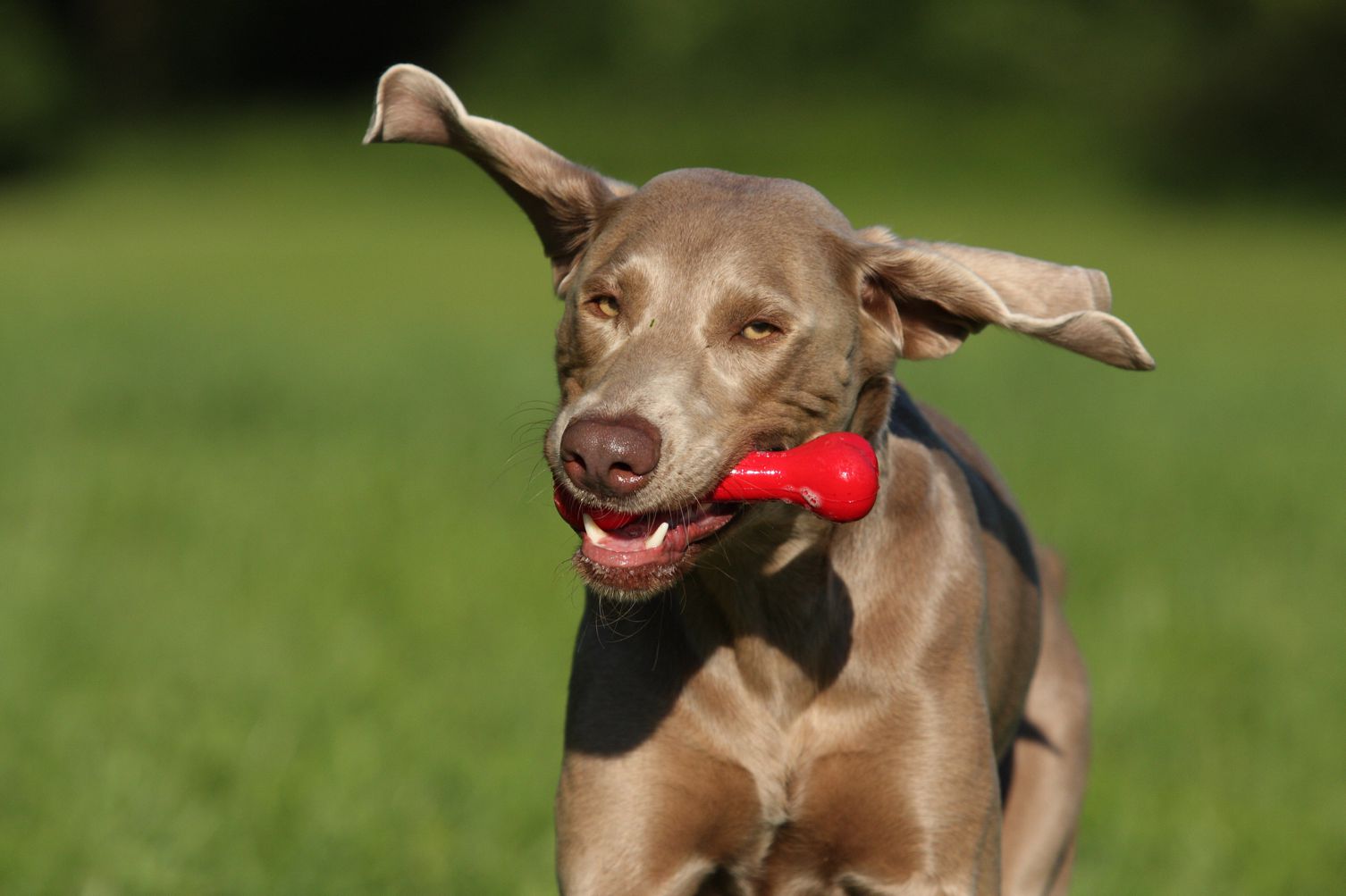 A cosa servono i masticativi per cani? - Petme