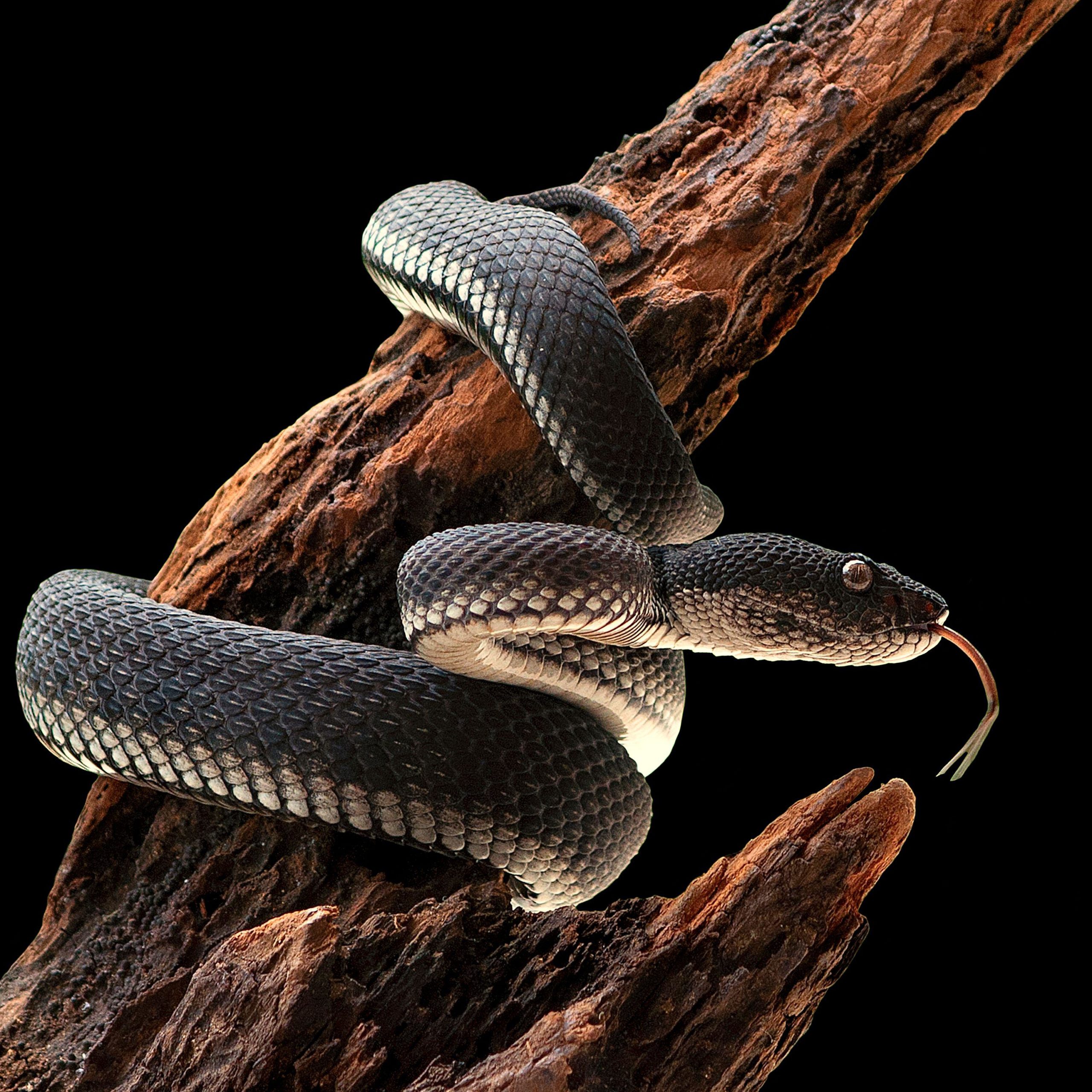 serpente animali di Halloween