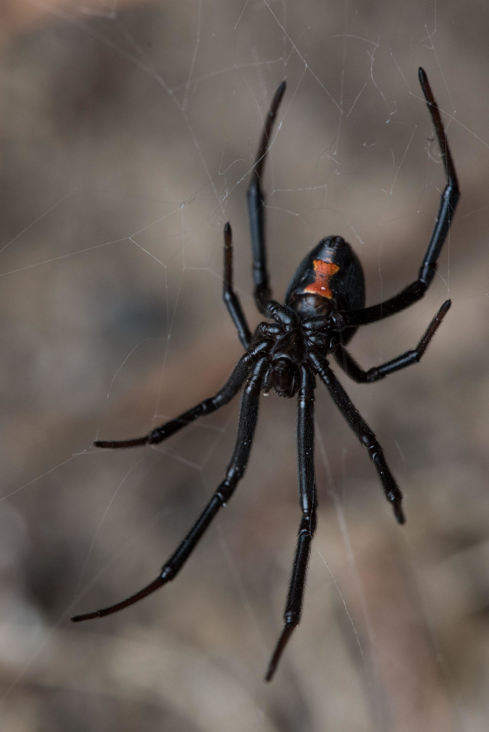 ragno, animale simbolo di Halloween