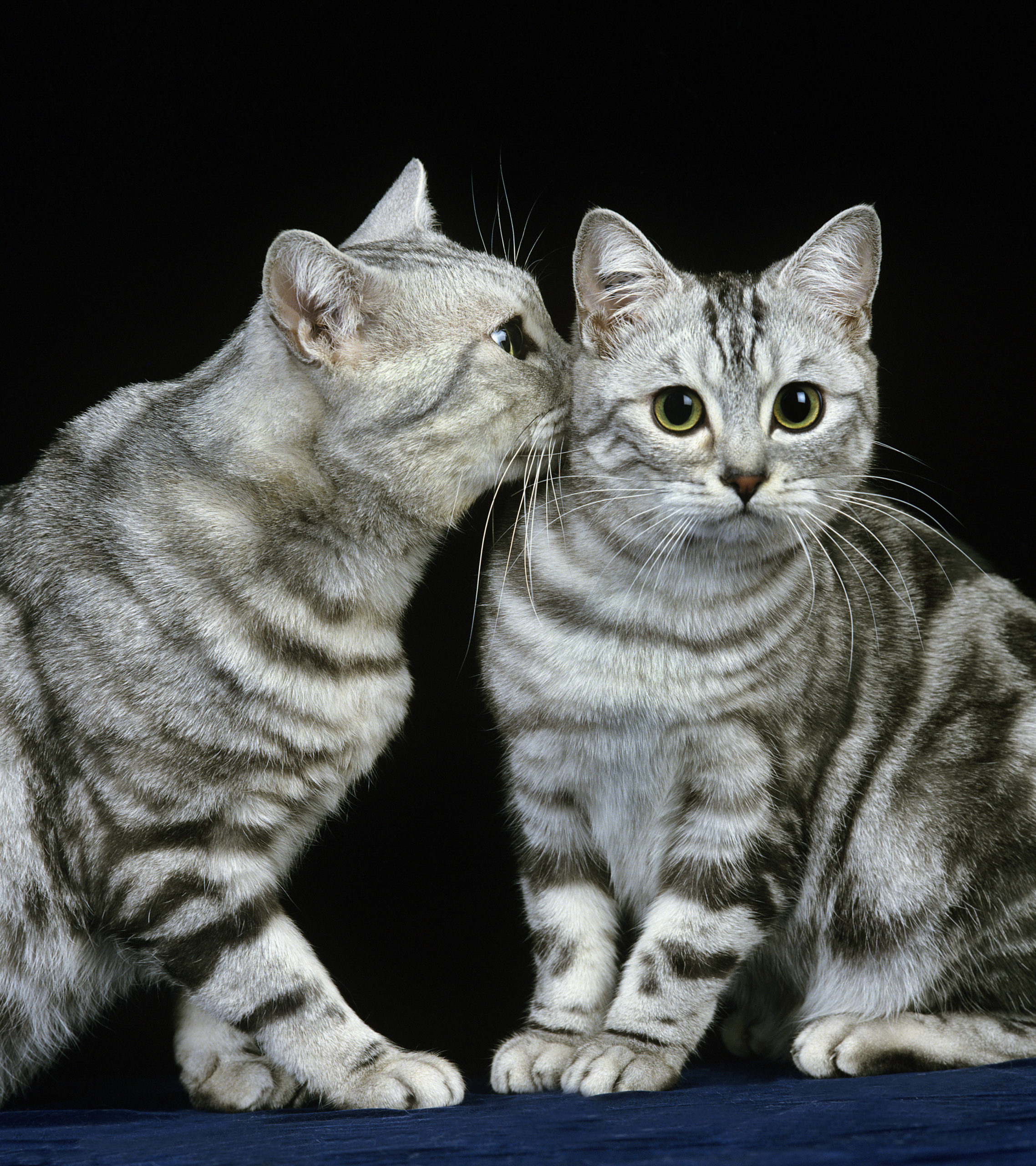 A cosa servono i feromoni nel gatto: la comunicazione chimica - Petme
