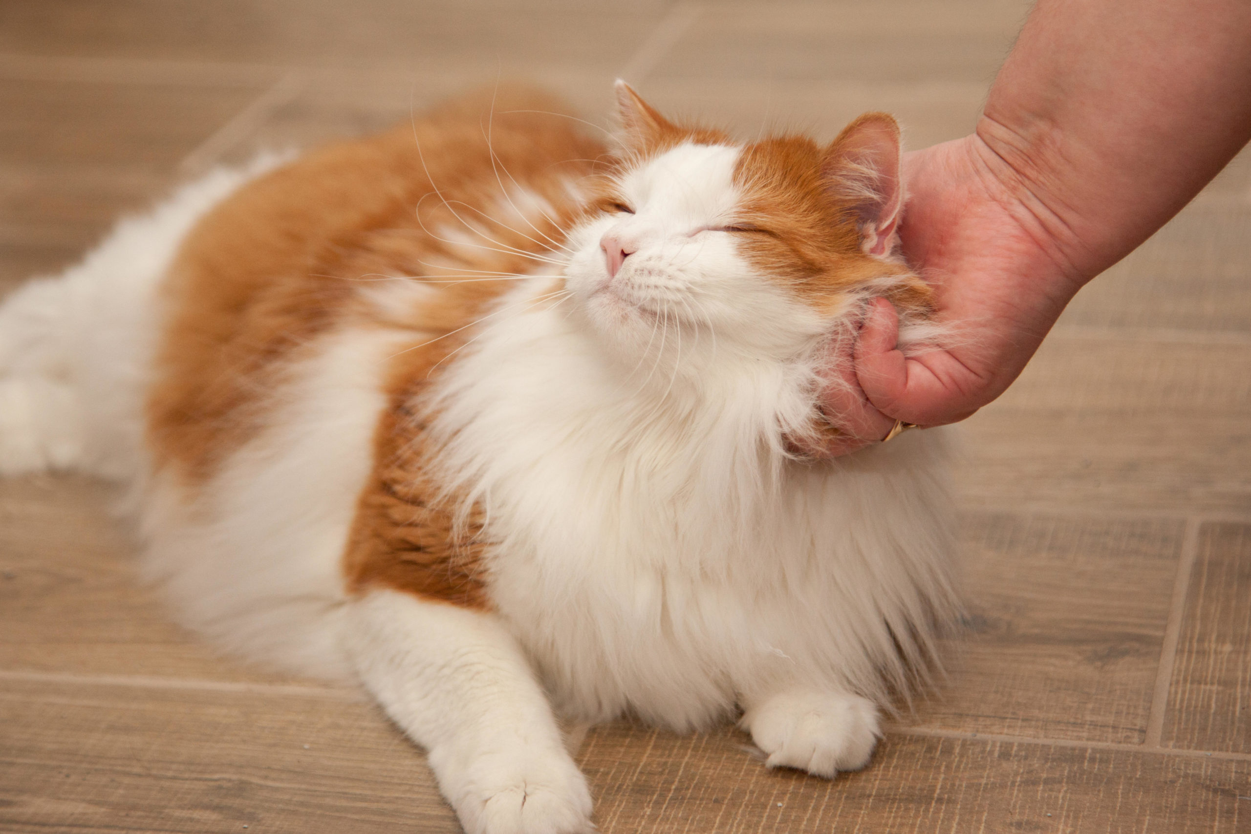 Perché i gatti fanno le fusa? - News Petme