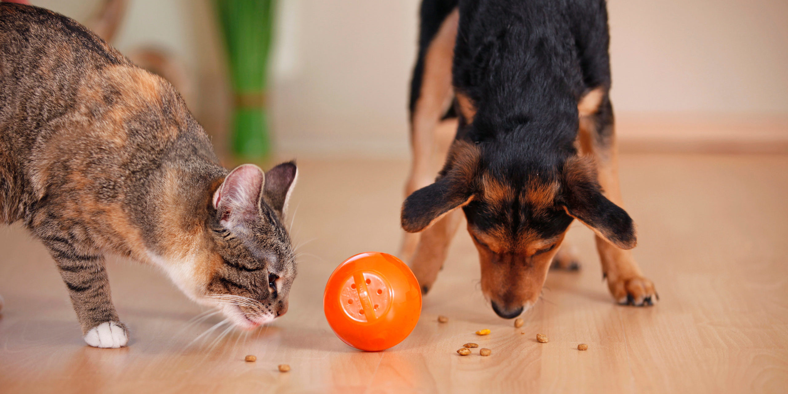 Cani e gatti, l’alimentazione secca è più sostenibile News Petme