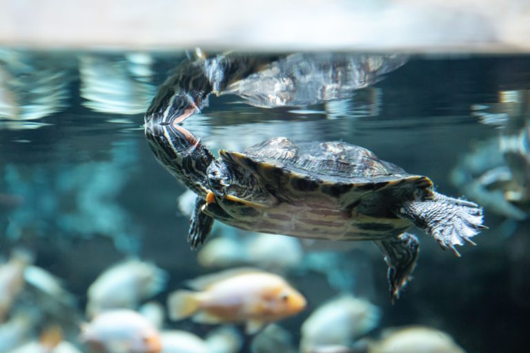 Cosa si può dare da mangiare alle tartarughe d’acqua? Petme