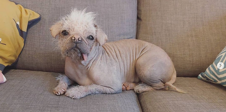 Photo of Peggy is aiming for the title of the ugliest dog in the UK