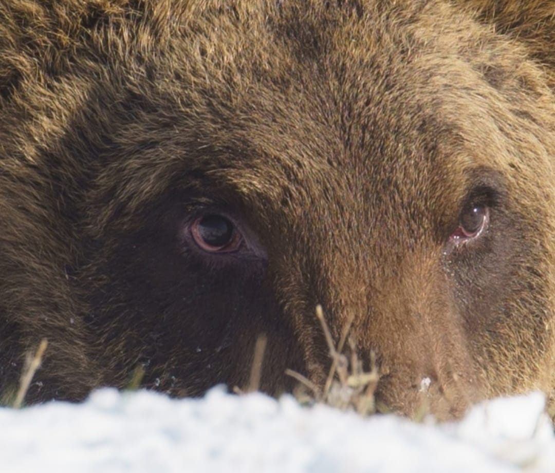 Primo piano del volto di un orso in Abruzzo, con particolare attenzione agli occhi, parzialmente nascosti dalla neve in primo piano.