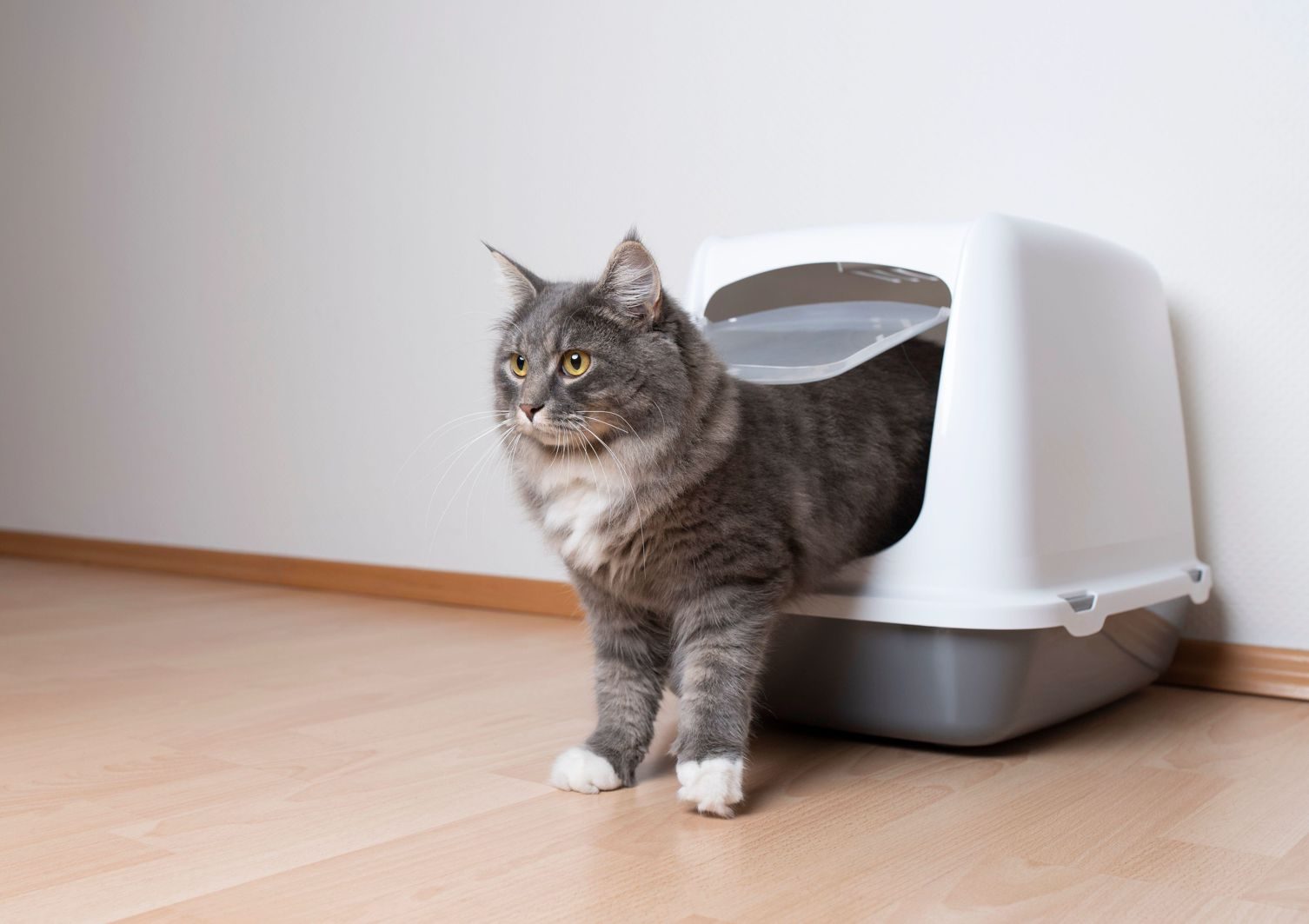 Dove buttare la lettiera del gatto: le regole per lo smaltimento - Petme