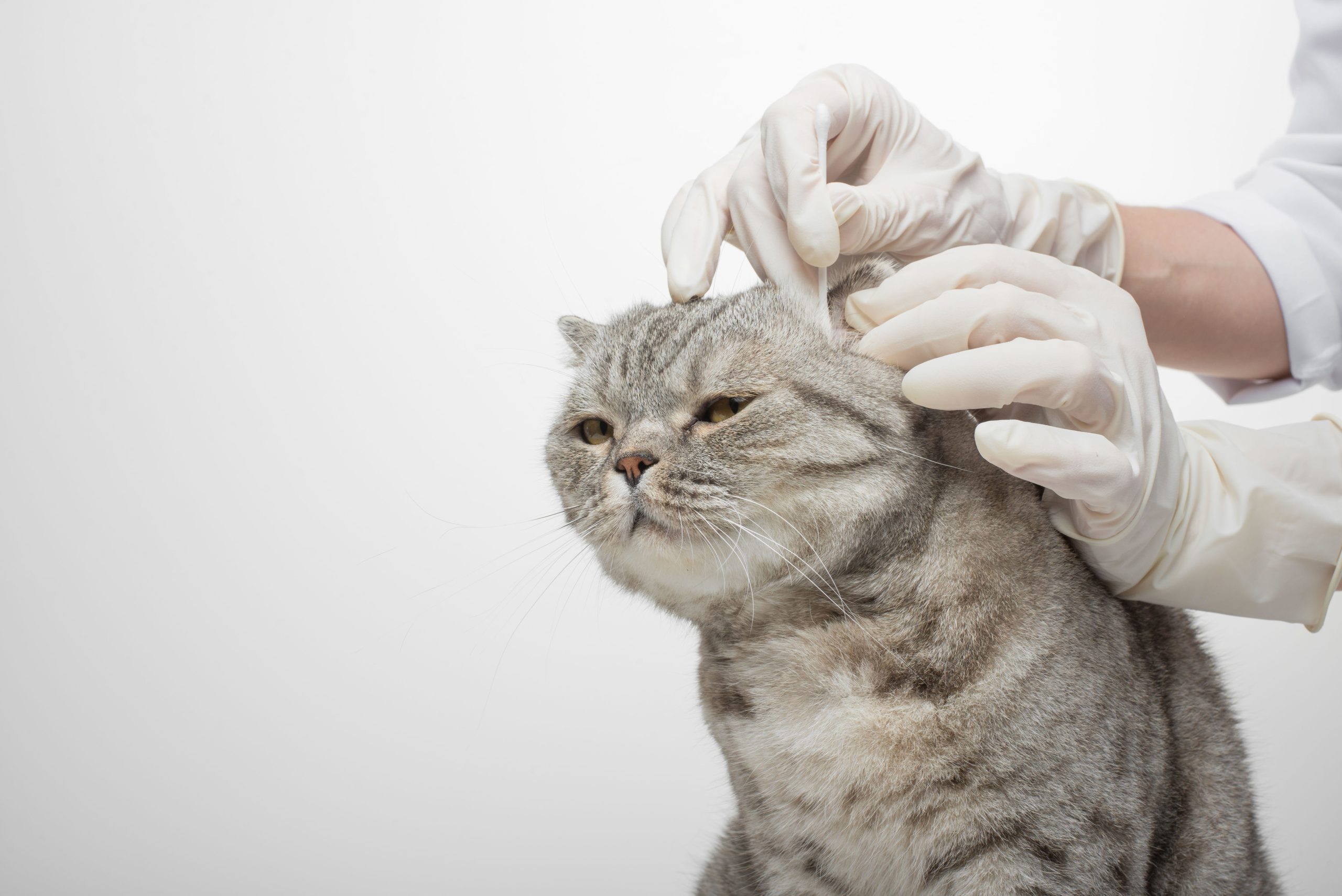 Ecco come pulire le orecchie di cani e gatti. Per loro è fondamentale -  Petme