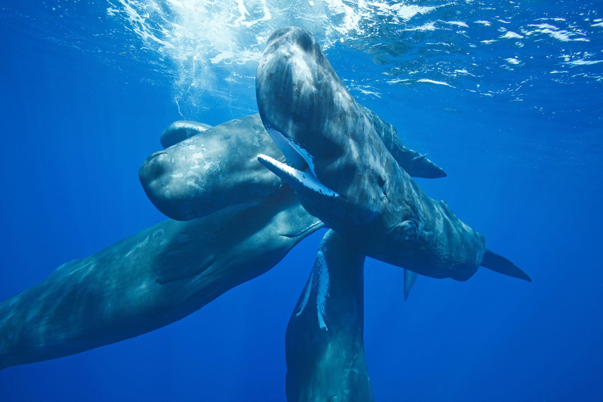 Whales in love no longer sing.  to avoid competition