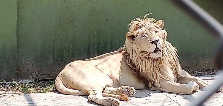En México, 47 animales fueron encontrados en un zoológico ilegal