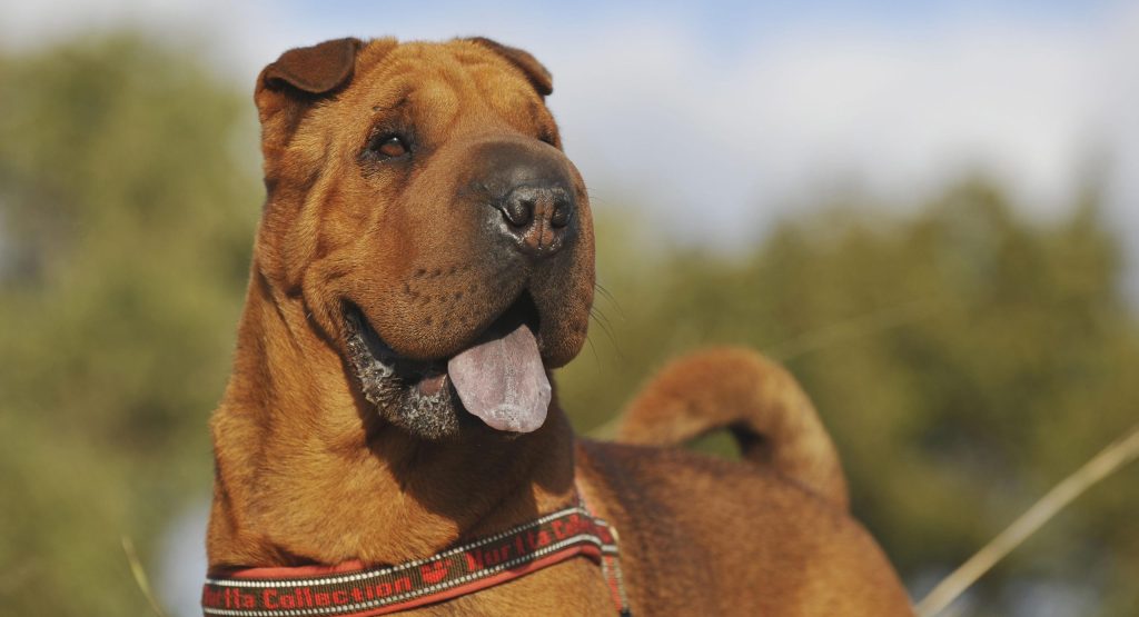 Lo sapevi? Ci sono cani con la lingua blu Petme