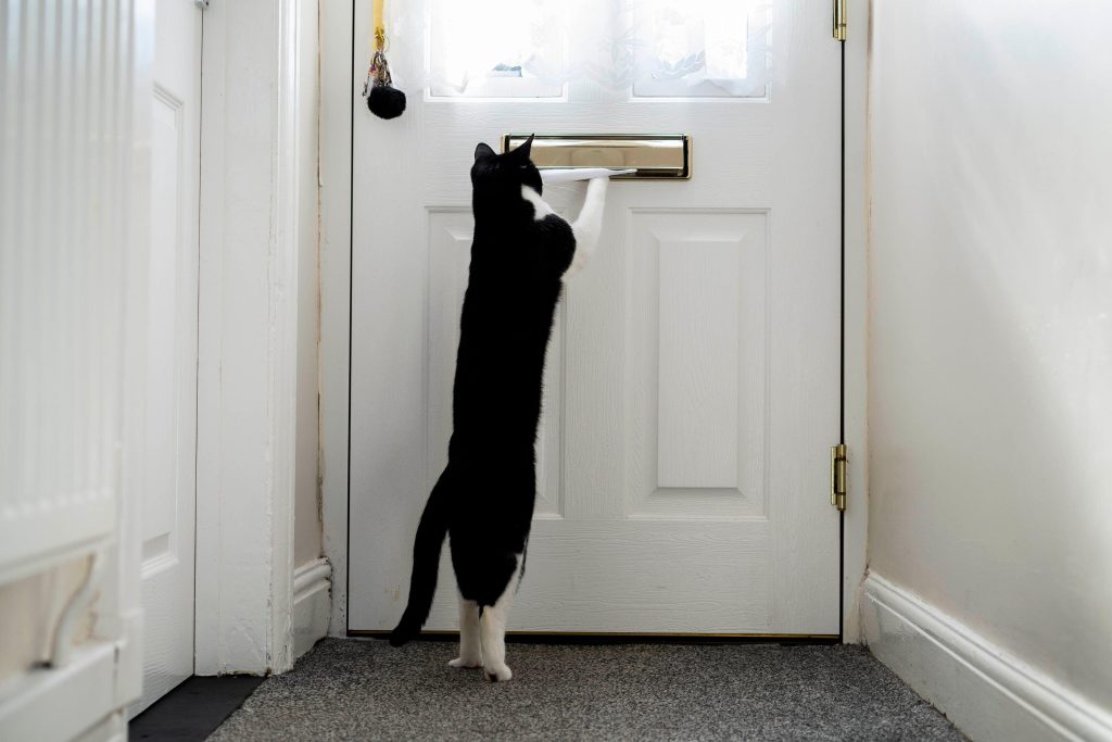 La sua padrona è sorda, il gatto Zebby l’avvisa quando suona il